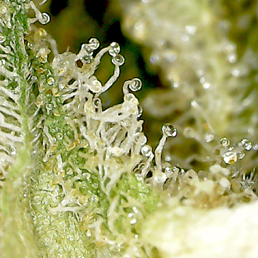 First Class Funk by Ghost Drops Cannabis Strain Review